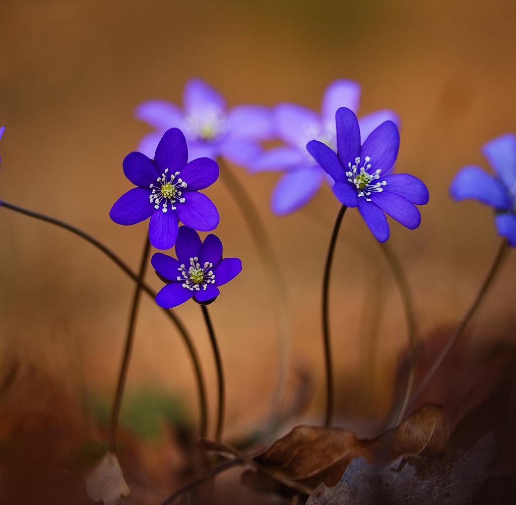 Leberbluemchen-ist-Blume-des-Jahres-2013